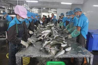 珠海海鲈鱼企业,推进白蕉海鲈价格的新方向